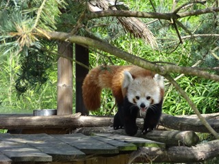 2016.09.02-010 panda roux