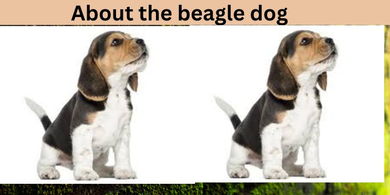 About the beagle dog