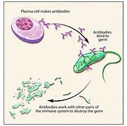 Difference between plasma and blood cells.