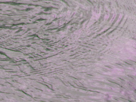 interference patterns on water
