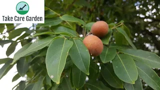 Pitomba Talisia Esculenta: Uma Fruta Nutritiva e Deliciosa do Brasil