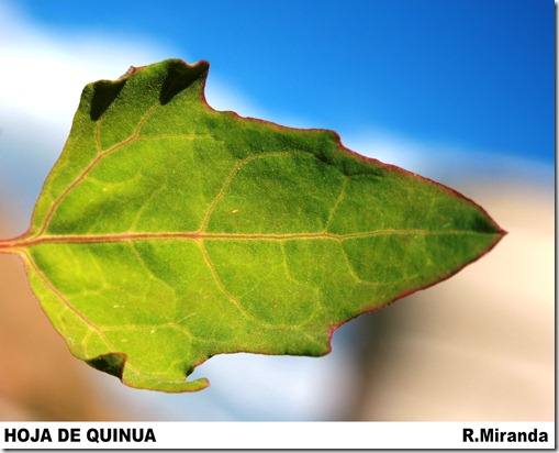 Hoja_de_Quinua_Ruben_Miranda