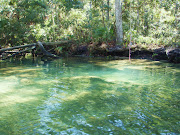 Heading back to the river, some other boaters let us know about three . (chassahowitzka river )