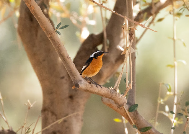 Moussier's Redstart - Marrakech, Morocco