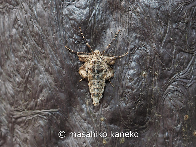 ヒロバフユエダシャク♀