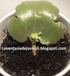 propagacion-kalanchoe-beharensis