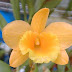  Dendrobium chryseum - Hoàng thảo vàng cam