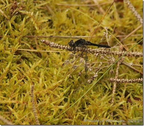 Black-Darter
