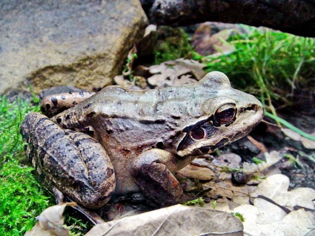 Rápido processo de extinção do sapo galinha-da-montanha impressiona biólogos