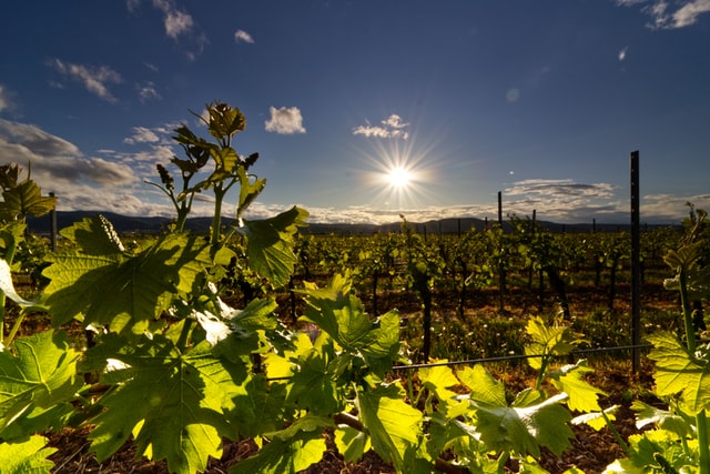 Visite des vignobles
