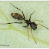 Por que tantas aranhas imitam formigas?