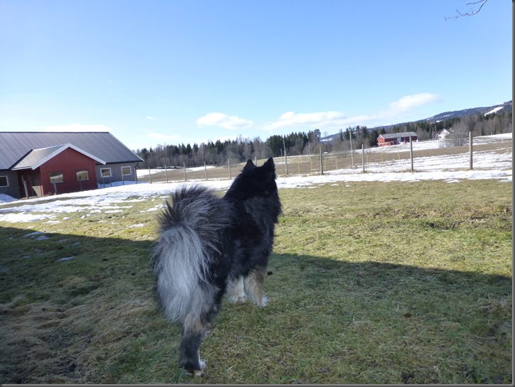 bursdag 009