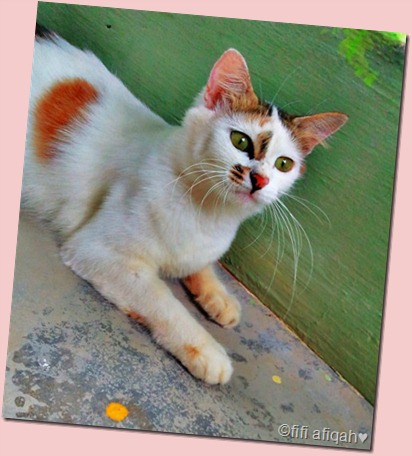 cat7