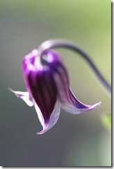 Klematis 015