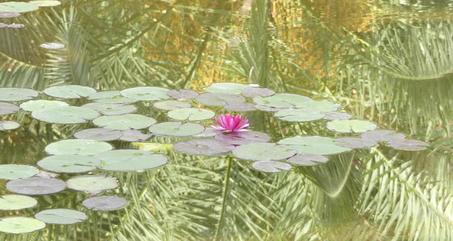 Seerose im Jardin Majorelle, Marrakesch