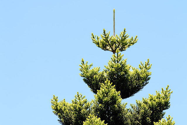 Copa Pino Conífera Araucaria  excelsa