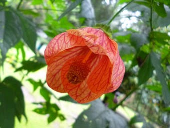  Flower of Abutilon darwinii hybrid (Abutilon Hybridum)