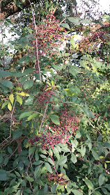 unripe elderberries