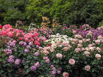 Rose garden: Ofuna Botanical Garden (Kamakura)