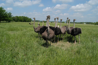 Ostrich Herd