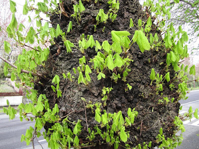  Aesculus hippocastanum (Horse-Chestnut)