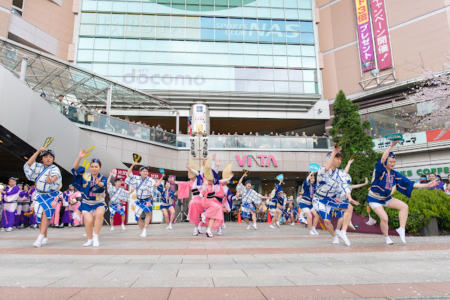 せいせき桜まつり、ひょっとこ連の阿波踊り