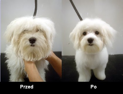 Strzyzenie psa psów, Dog grooming