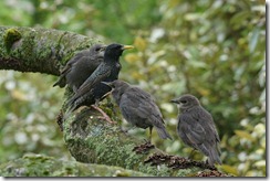 Starlings