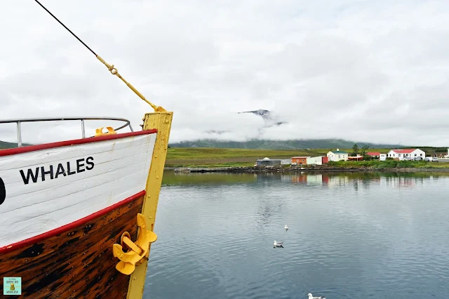 Avistamiento de ballenas en Hauganes, Islandia