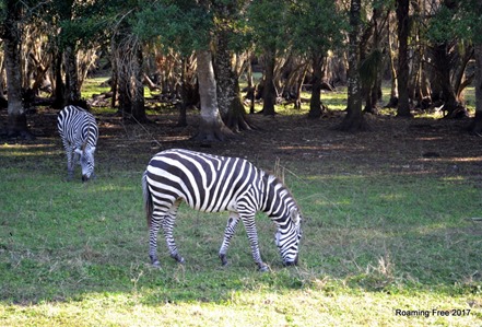 Zebras