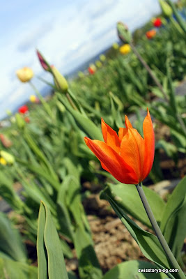 Tulip Urdorf Switzerland 2