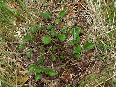 An image of the low growing dog violet (Viola canina) plant after flowering