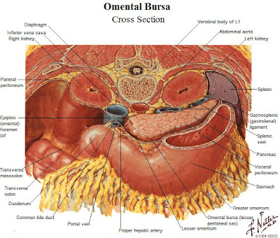 [Bolsa+Omental.jpg]