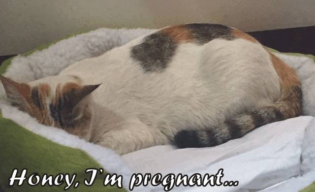 cat pregnancy length