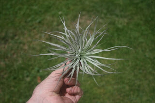 tillandsia steicta hard leaf