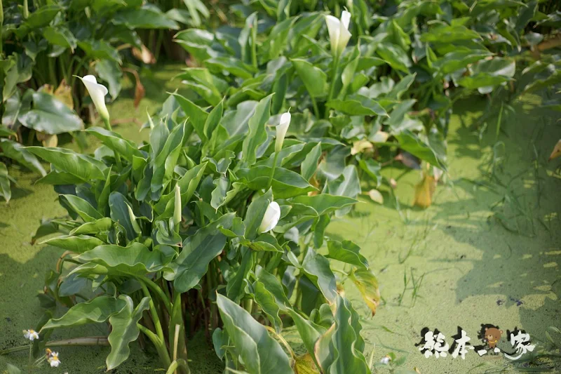 名陽匍休閒農莊｜頂湖海芋步道~台北陽明山竹子湖海芋季官網封面照就是在這拍的