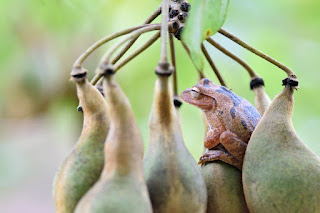 Mucuna Seed Pods and Frog at Rio Viejo, Puriscal