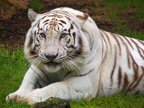 white tiger face. As white tigers are simply a