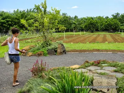 gardens at The Garden Cafe at Common Ground in Kilauea, Kauai, Hawaii