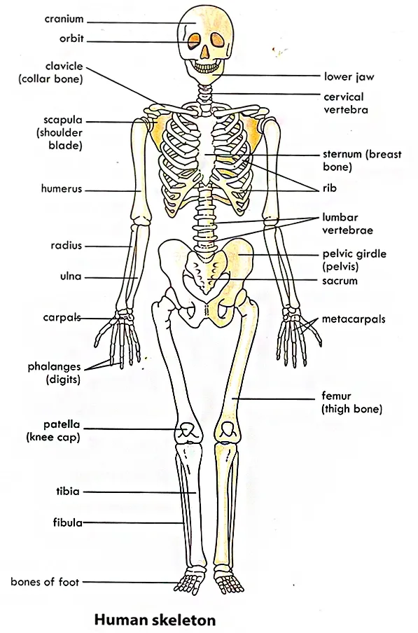 human skeletal sysytem