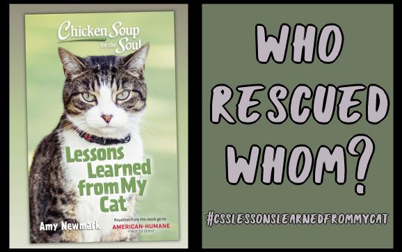 Who Rescued Whom? #CSSLessonsLearnedfromMyCat