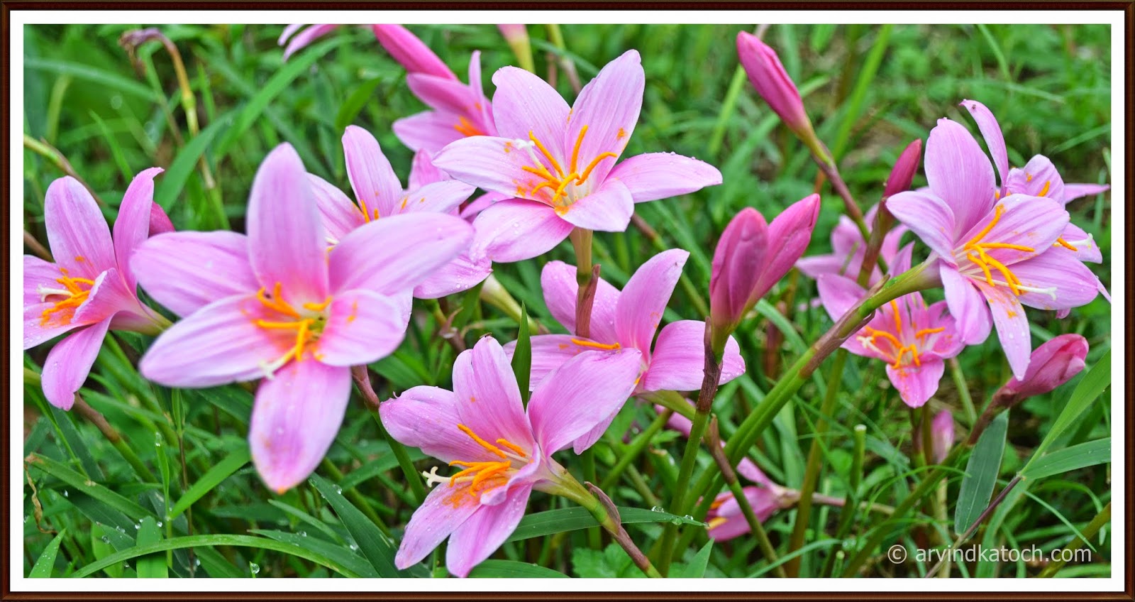 Pink Flower, Grass flower, Himalayan flower, Hiamchal,