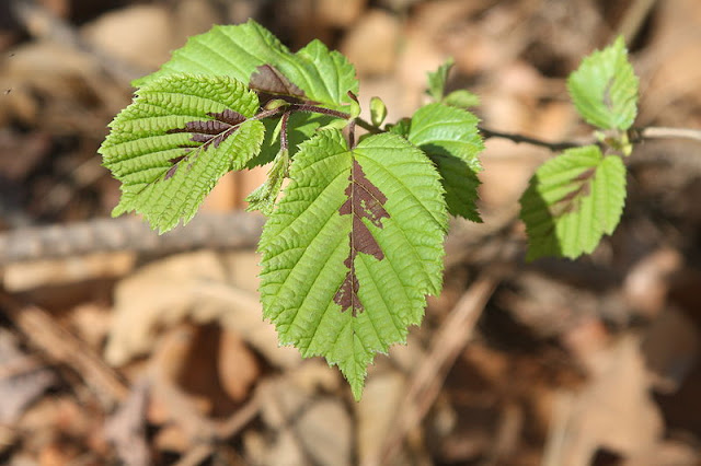 Лещина разнолистная / Орешник разнолистный (Corylus heterophylla)