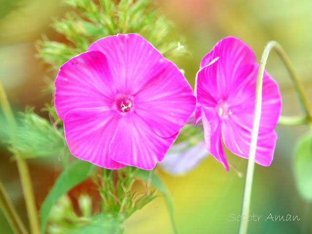 Phlox drummondii