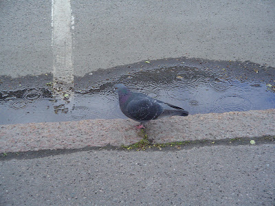 Finnish pigeon