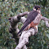 Hobby RSPB Sandy