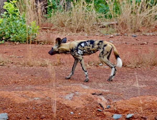 Cão Selvagem da África Ocidental à beira da extinção 