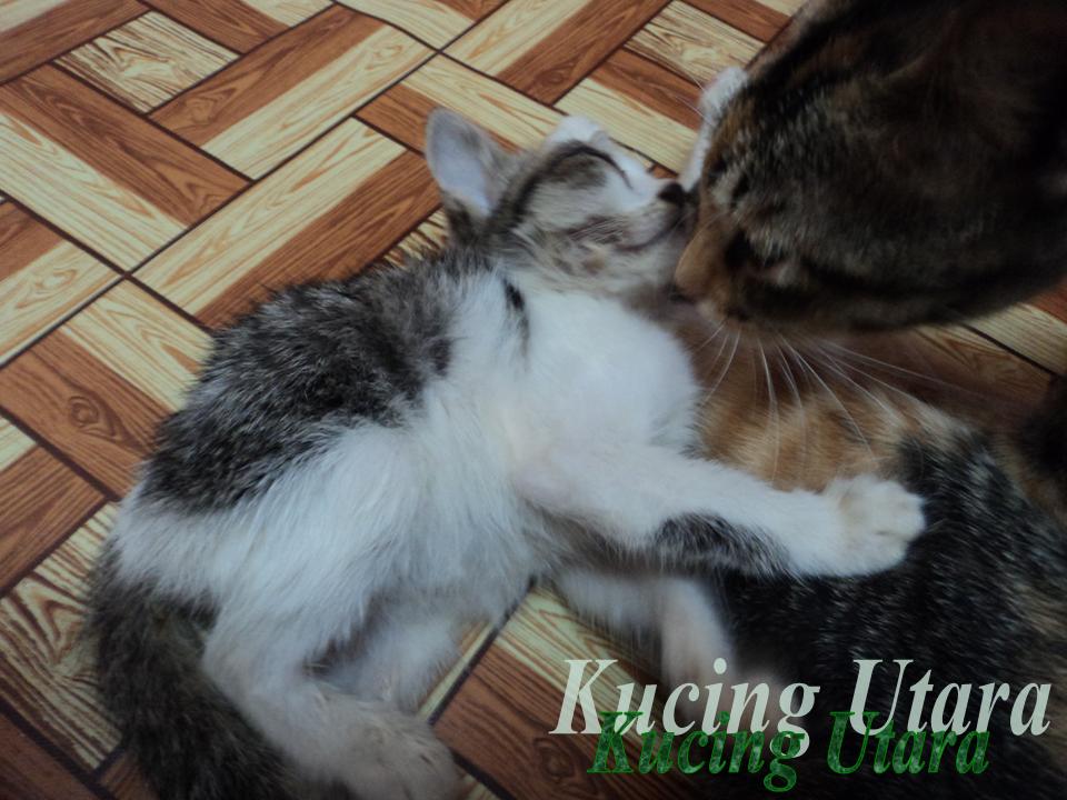 Kucing Utara: Kejam!!!!Anak kucing buta kerana dipukul