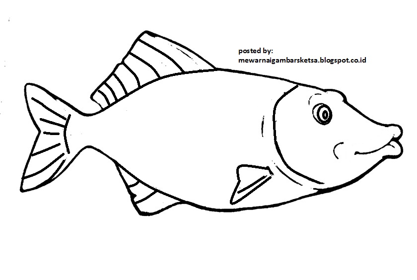 Mewarnai Gambar  Mewarnai Gambar  Sketsa  Hewan Ikan  6
