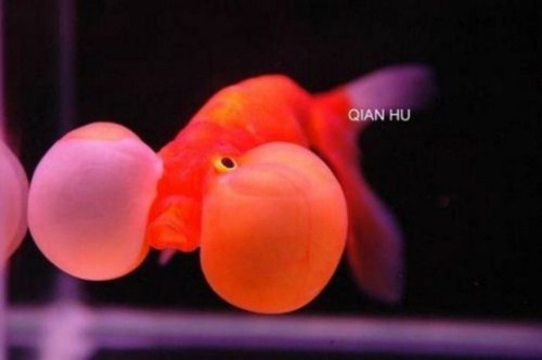 beautiful Bubble Eye Goldfish